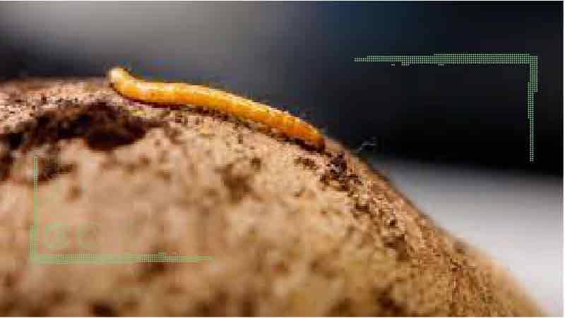 کرمهای مفتولی را متوقف کنید